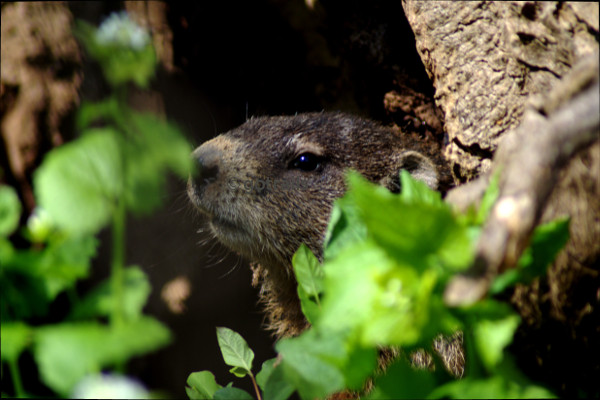 Curious groundhog poking his head out of a hollow tree in spring