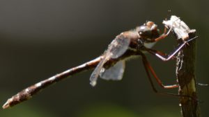 Common Baskettail Dragonfly