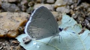 Dusky Azure Butterfly