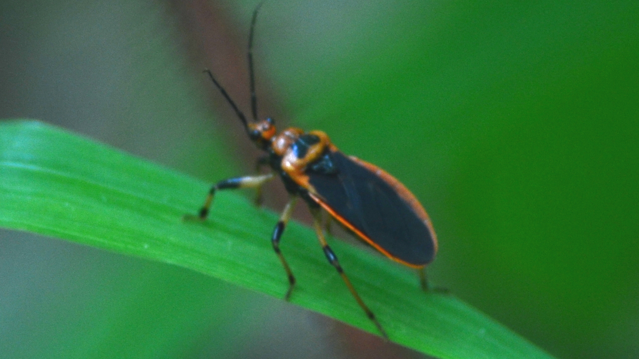 Scarlet-bordered Assassin Bug