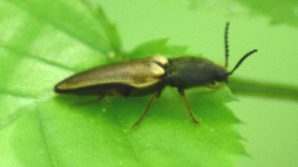 Black and Bronze Click Beetle